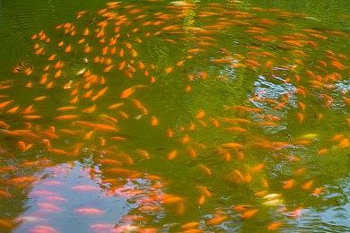 索尼与WNBA达成合作伙伴关系 共同探索发展方向