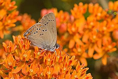 国产养成游戏《火山的女儿》销量突破60万 Steam促销中